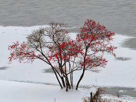 trees with red fruit