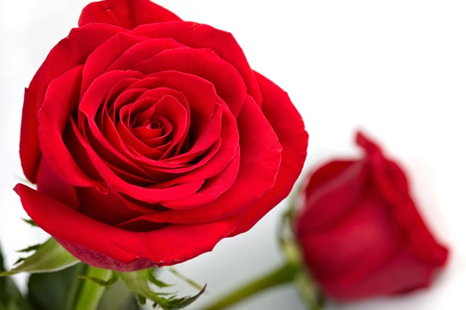 20 Gambar Foto Bunga Mawar Merah ~ Ayeey.com
