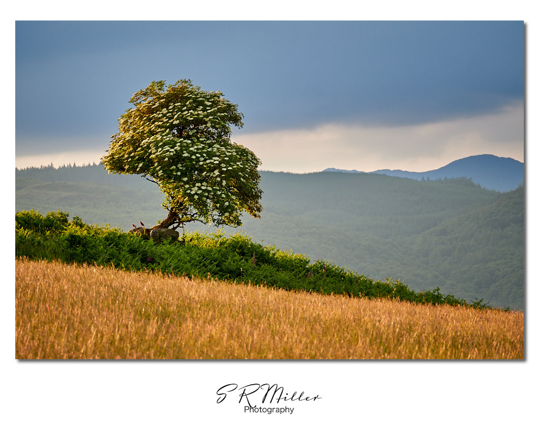 Evening light on Elder