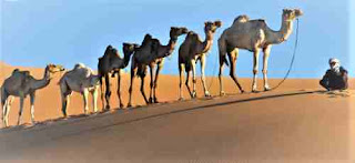 Resorts And Best Visit Places in Bahrain Manama,all inclusive mandalay bay,all inclusive resorts,mohonk mountain house,morongo casino,disney