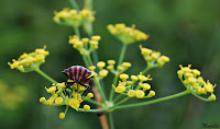 Graphosoma lineatum