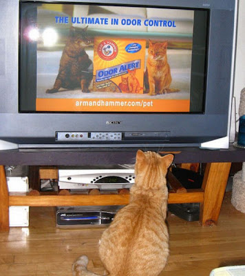 Pets watching TV Seen On www.coolpicturegallery.us