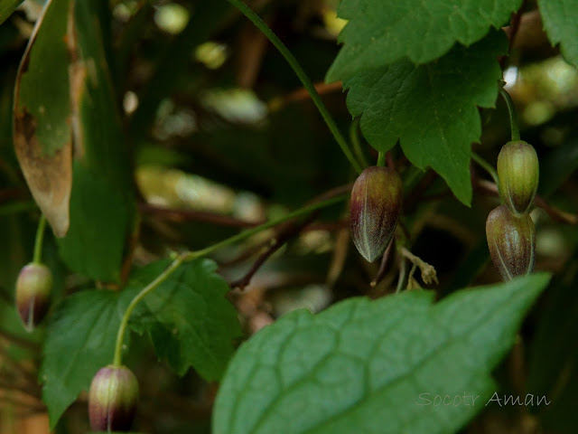 Clematis japonica