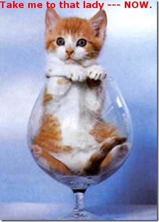 Funny Pictures: Kitty in a wine glass 