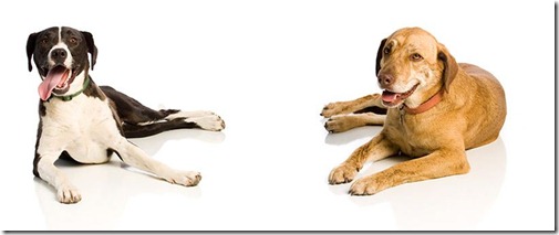 dogs1