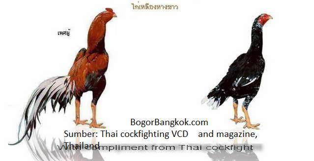  Gambar  Ayam  Import Bangkok Gambarrrrrrr