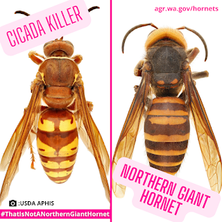 cicada killer side-by-side with a northern giant hornet