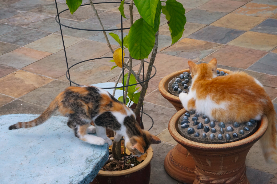 Dottie and Chippy being playful cats.