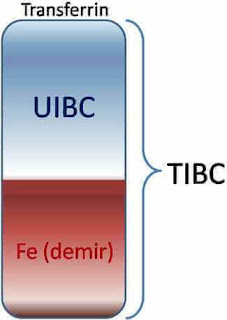 demir bağlama kapasitesi