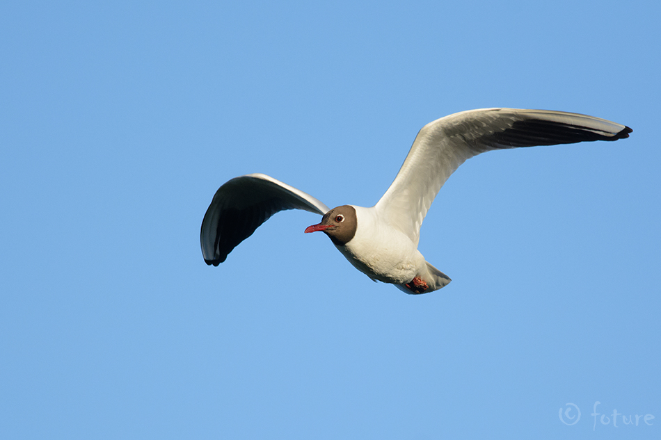 Naerukajakas, Larus ridibundus, Black-headed Gull, Common, Chroicocephalus, kajakas