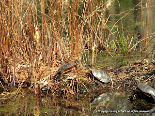 Eastern Painted Turtles