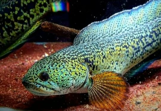 Channa Barca Ikan Hias Khusus Sultan