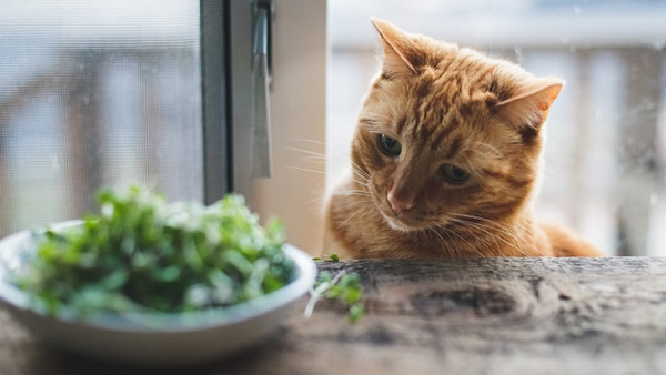 Medicina veterinaria y zootecnia en la UPEA