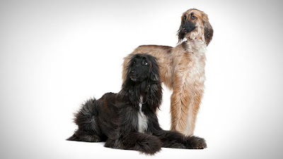 Afghan Hound Dog Picture