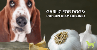 garlic_for_dogs
