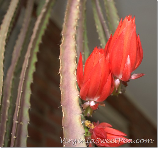 Epiphyllum3