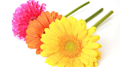 Flores e Flores - Gerbera