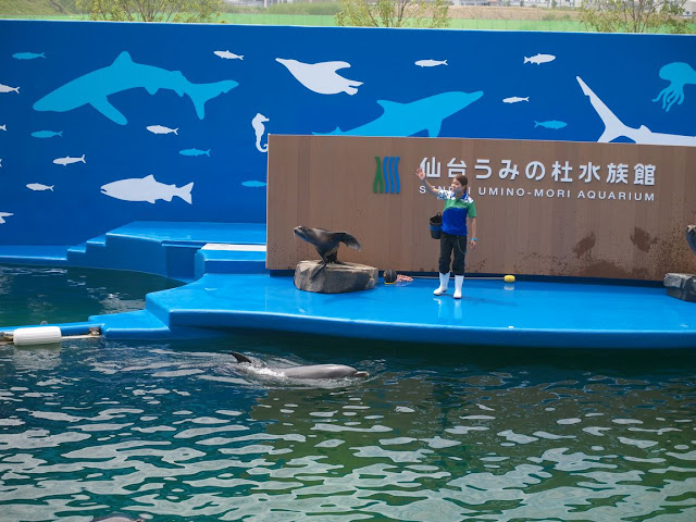 仙台うみの杜水族館 アシカショー