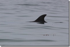 Bottle-nosed Dolphin