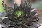Echeveria Black Prince - Black Prince Succulent care and culture