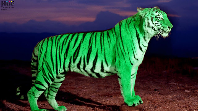 Royal Bengal tiger is green
