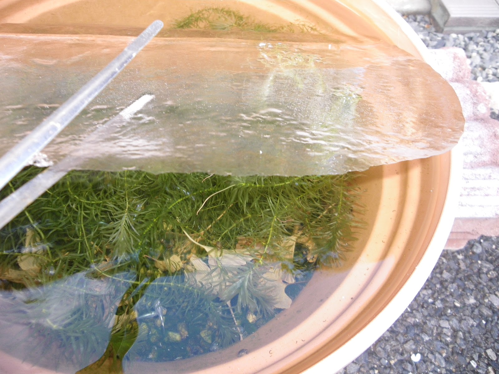 最強の大寒波 ビオトープのメダカに被害は 暖かい日は最高です メダカの大工