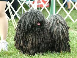 Komondor Dog