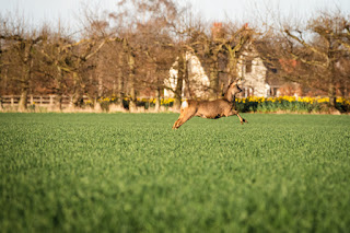 Deer Photo | Sutton Bridge | Sony RX10 IV