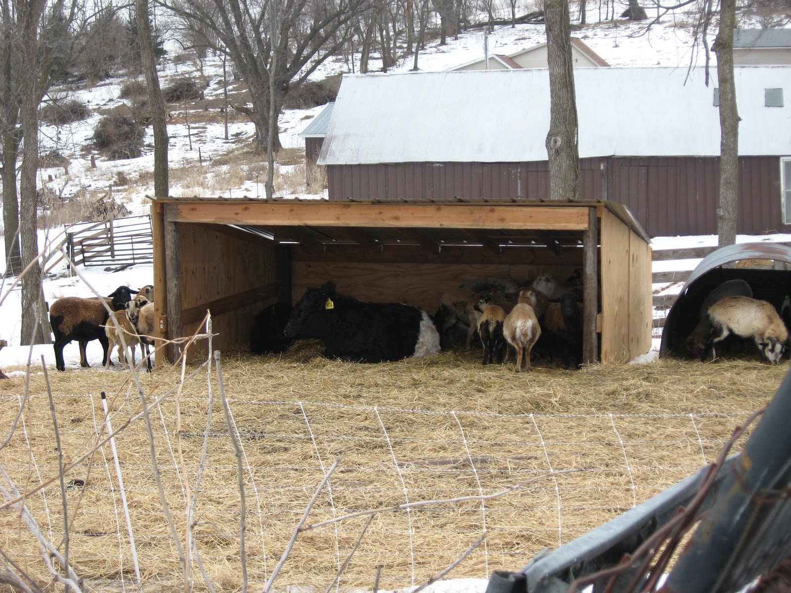 Sheep Shelter