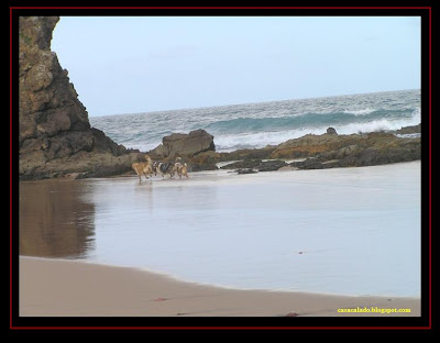 Australian Shepherd and Golden Retriever in Amado Beach, Algarve