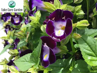 Torênia Torenia fournieri: Uma Flor Linda e Fácil de Cultivar