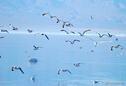 3. gulls-kab