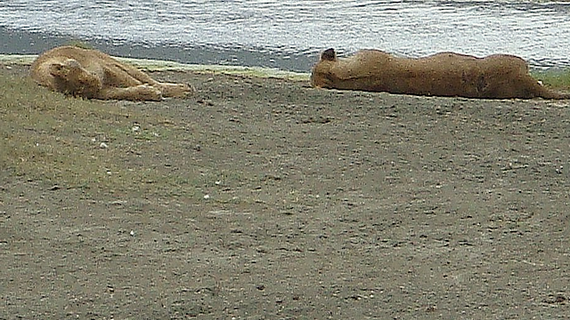 Lion-Family-Rest-On-Beach.
