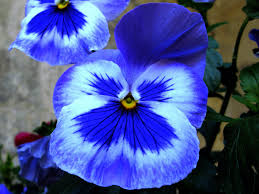 Flores celestes y azules