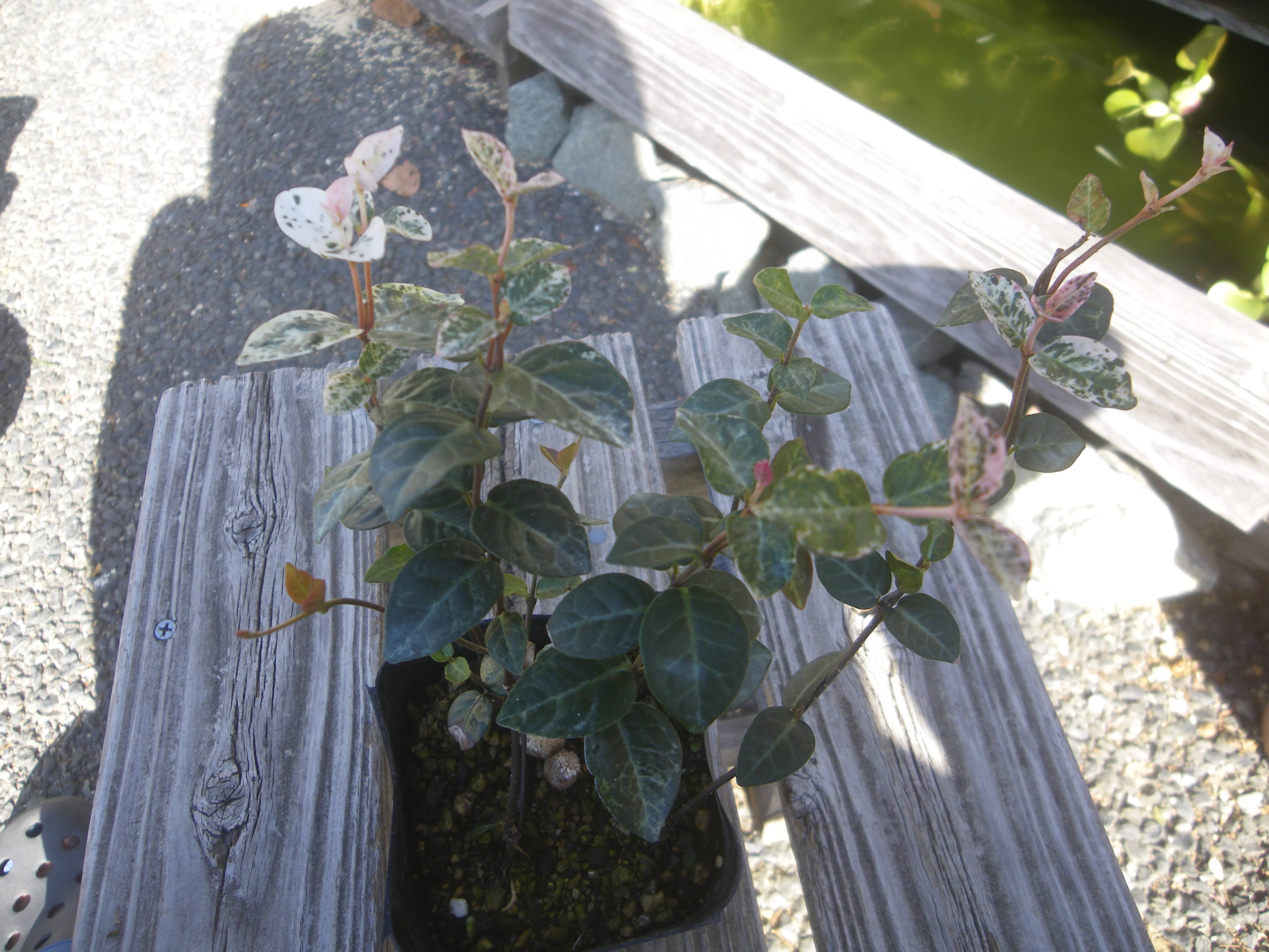 ハツユキカズラの育て方 小さな鉢植えやミニ盆栽で美しい紅葉を楽しむ メダカの大工