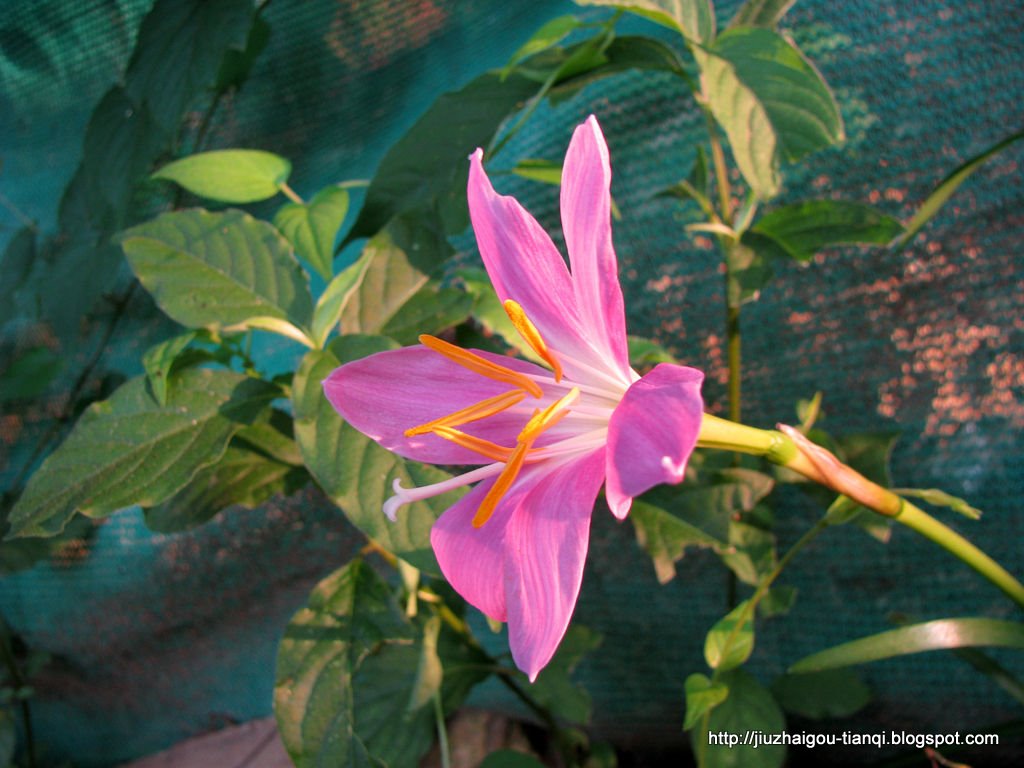 兰花 花:lanhua-09020512033828