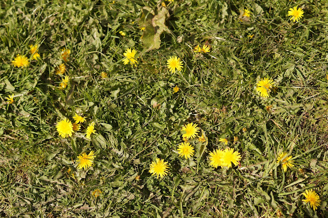 Spring in Norfolk