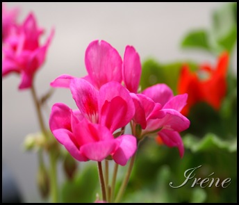 PICT0285