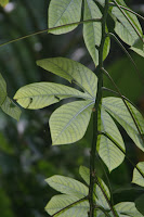 tapioca leaves