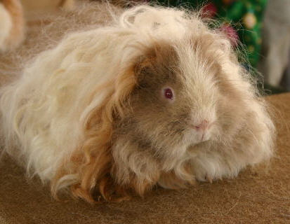 guinea pig wallpaper. a long haired guinea pig