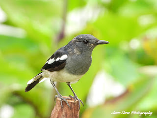 Female Oriental Magpie-robin at Botanic Gardens in Singapore