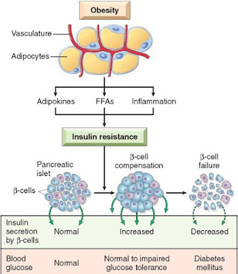 Proses Terjadinya Resistensi Insulin Sehingga Menimbulkan Kekacauan Sel Dalam Tubuh PROSES TERJADINYA RESISTENSI INSULIN PENYEBAB KEKACAUAN SEL TUBUH