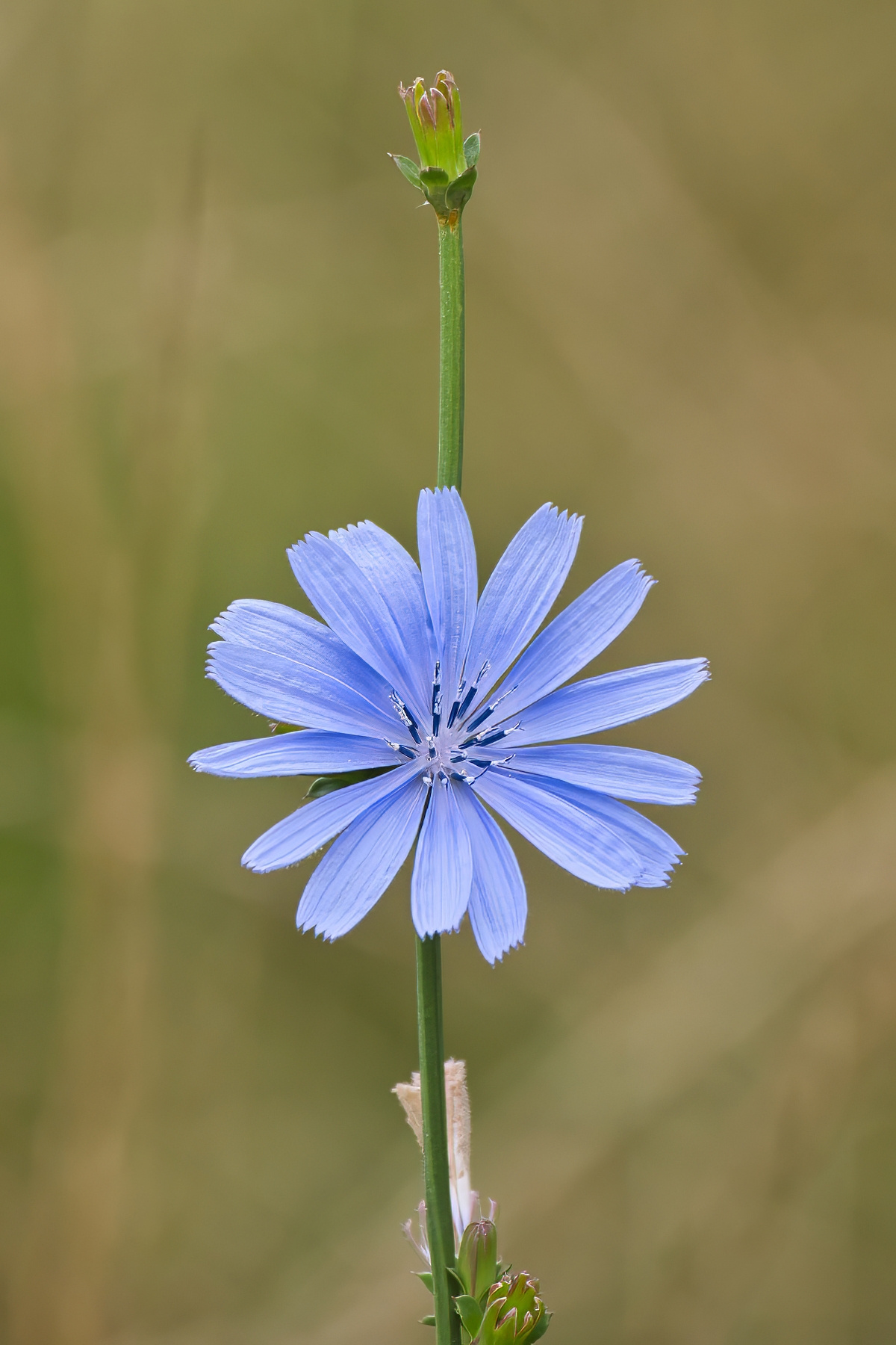 Cichorium intybus