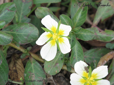 Ludwigia adscendens