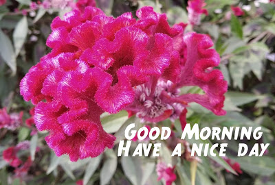 Latest Best Good Morning Wishes