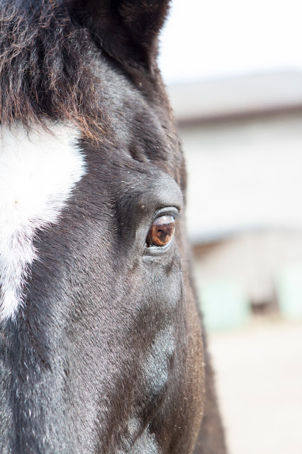 Cavallo-Agriturismo il Giglio a Massama