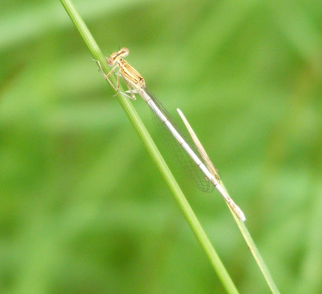 Blue Featherleg Platycnemis pennipes, Indre et Loire, France. Photo by Loire Valley Time Travel.