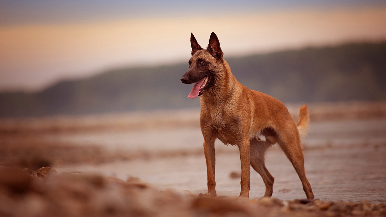 berger malinois