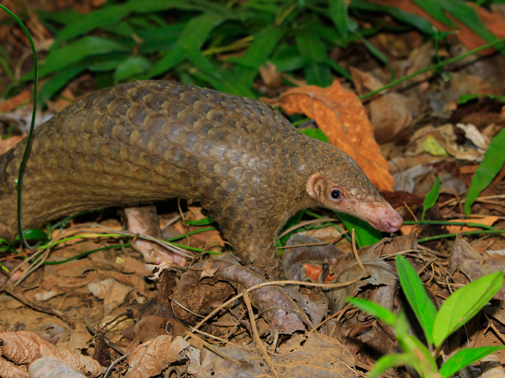 Palawan Pangolin Manis culionensis photo by Jojo De Peralta