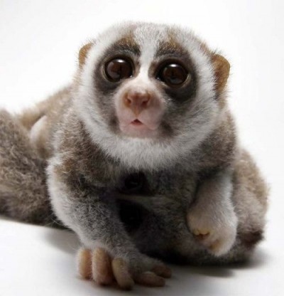  Cute Love on Edge Of The Plank  Cute Animals  Slow Loris